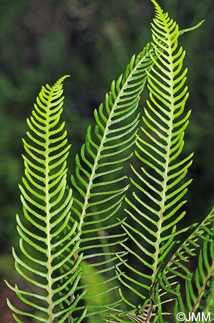 Blechnum spicant