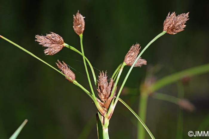 Bolboschoenus yagara