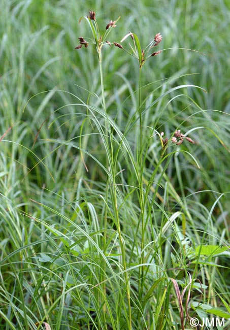 Bolboschoenus yagara