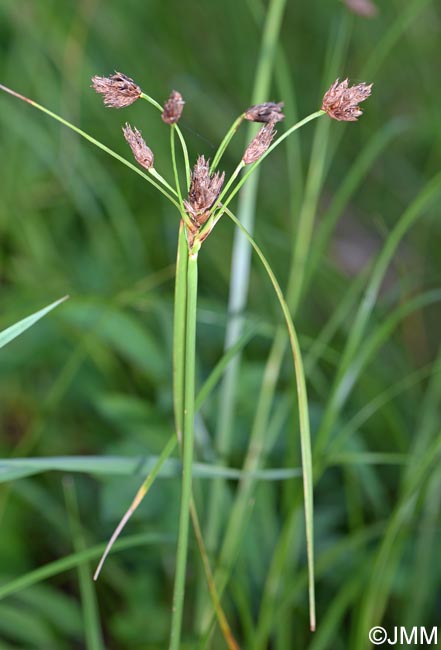 Bolboschoenus yagara