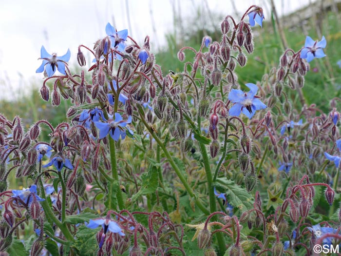 Borrago officinalis