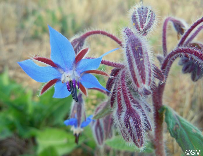 Borrago officinalis