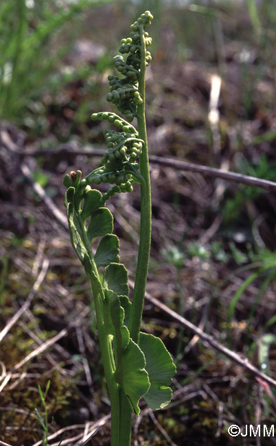 Botrychium lunaria 