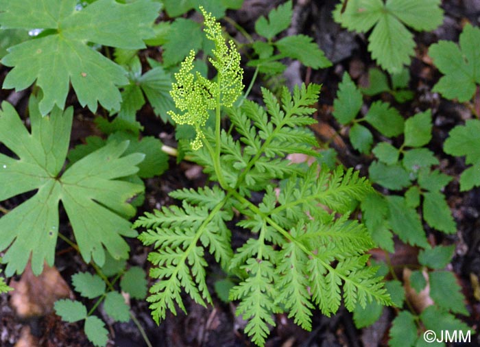 Botrychium virginianum = Botrypus virginianus