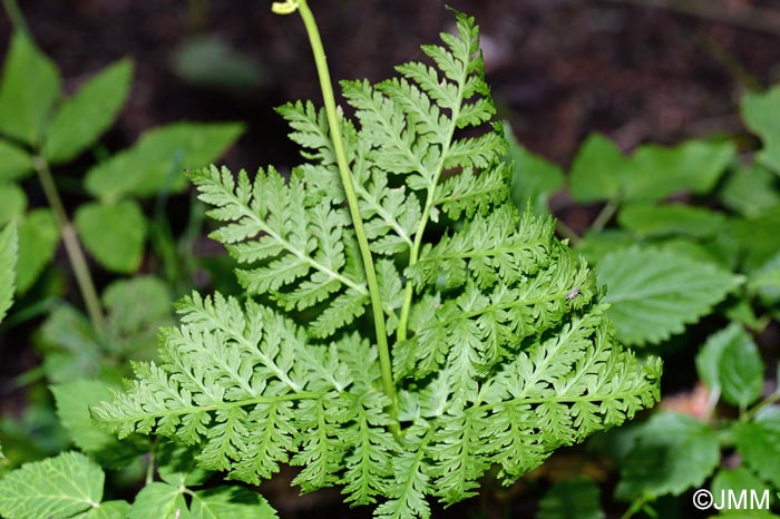 Botrychium virginianum = Botrypus virginianus