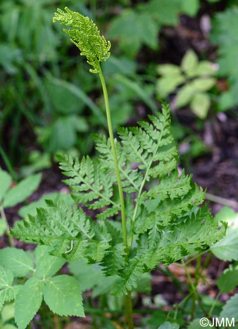 Botrychium virginianum = Botrypus virginianus