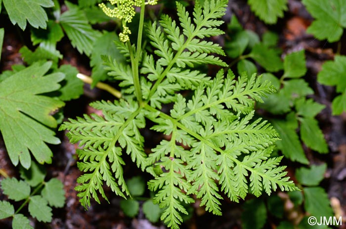 Botrychium virginianum = Botrypus virginianus