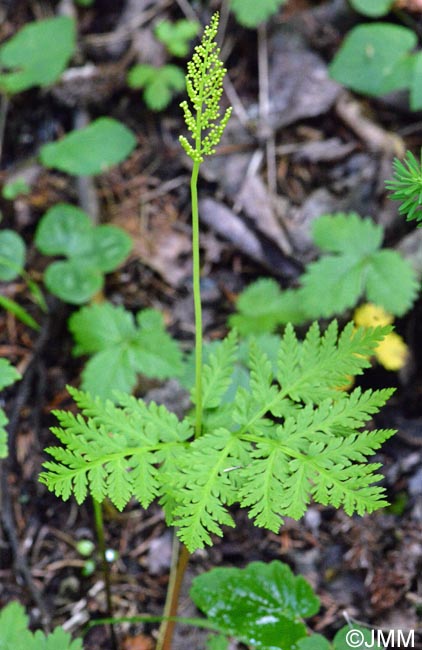 Botrychium virginianum = Botrypus virginianus