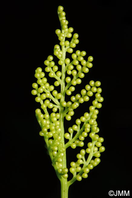 Botrychium virginianum = Botrypus virginianus