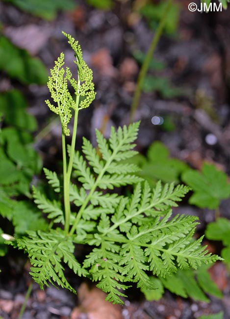 Botrychium virginianum = Botrypus virginianus