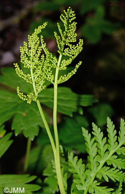 Botrychium virginianum = Botrypus virginianus