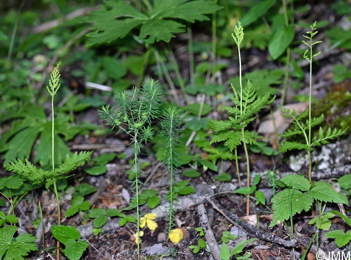 Botrychium virginianum = Botrypus virginianus