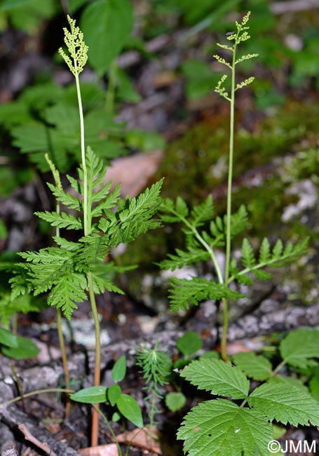 Botrychium virginianum = Botrypus virginianus