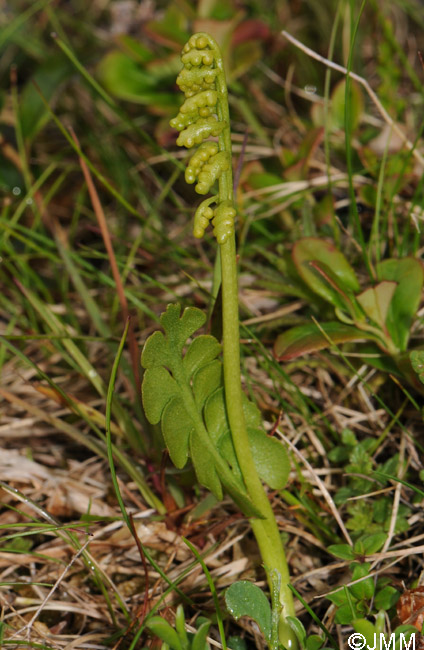 Botrychium lunaria