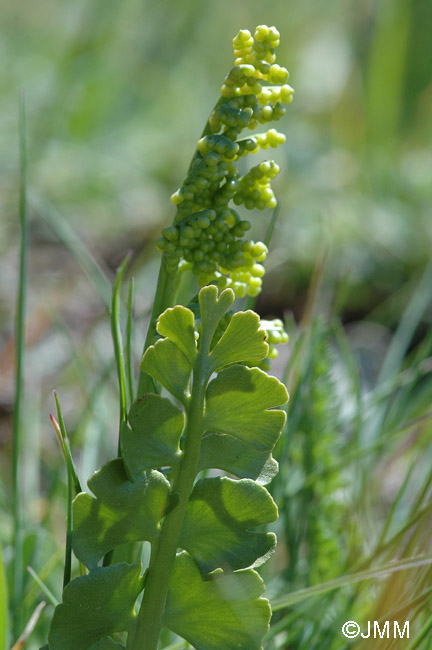 Botrychium lunaria