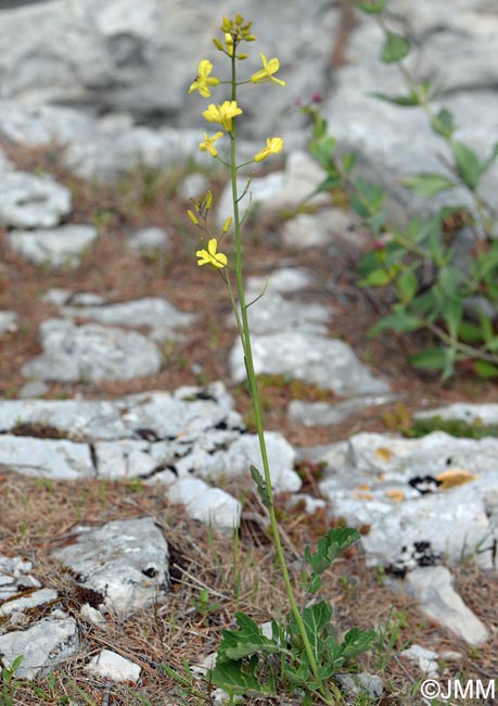 Brassica montana