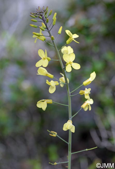 Brassica montana