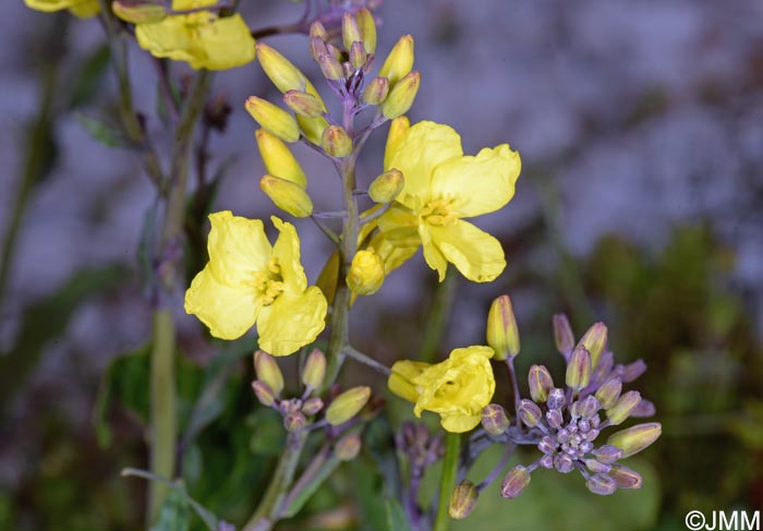 Brassica montana