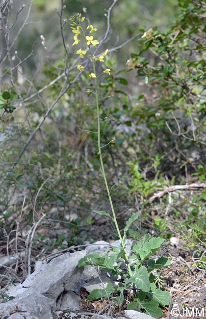 Brassica montana