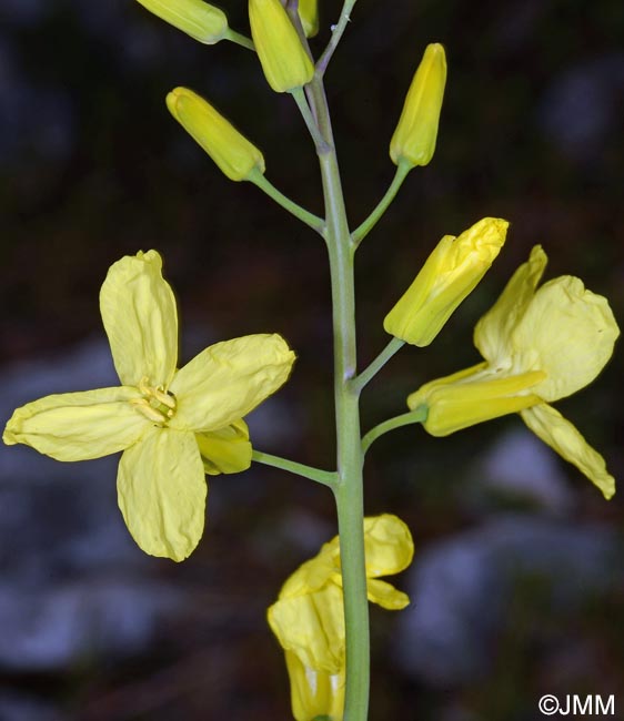 Brassica montana