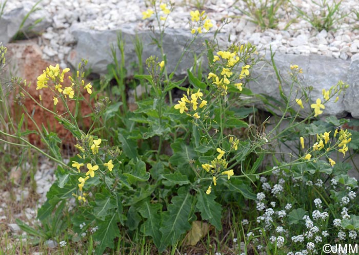 Brassica montana