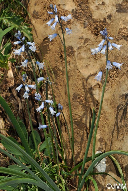 Brimeura amethystina = Hyacinthus amethystinus