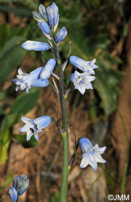 Brimeura amethystina = Hyacinthus amethystinus