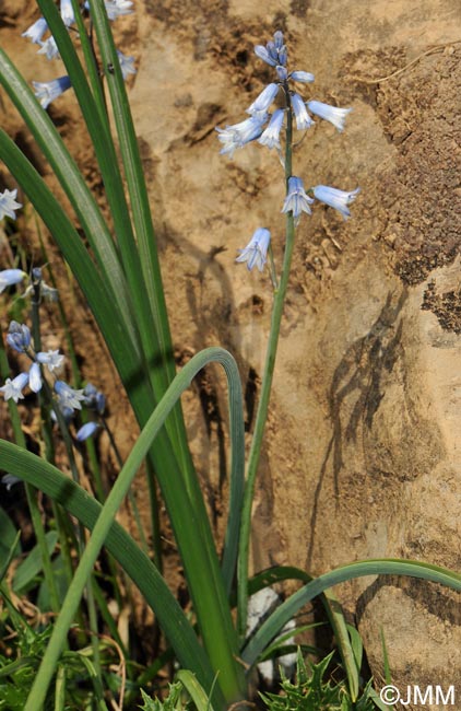 Brimeura amethystina = Hyacinthus amethystinus