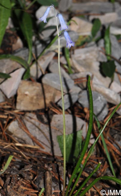 Brimeura amethystina = Hyacinthus amethystinus