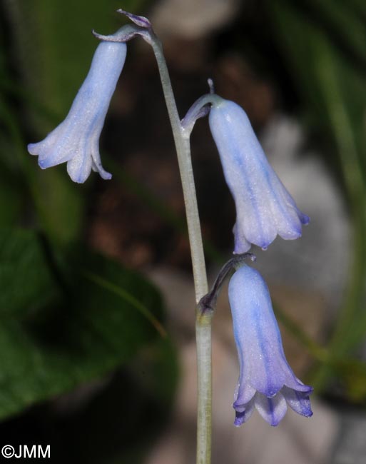 Brimeura amethystina = Hyacinthus amethystinus