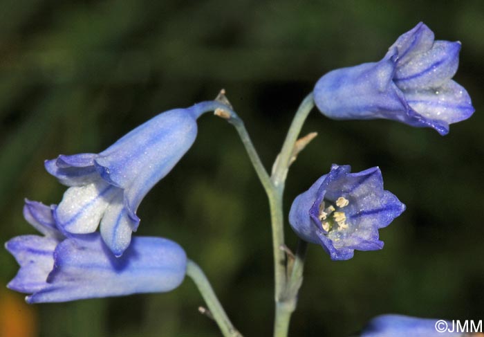 Brimeura amethystina = Hyacinthus amethystinus