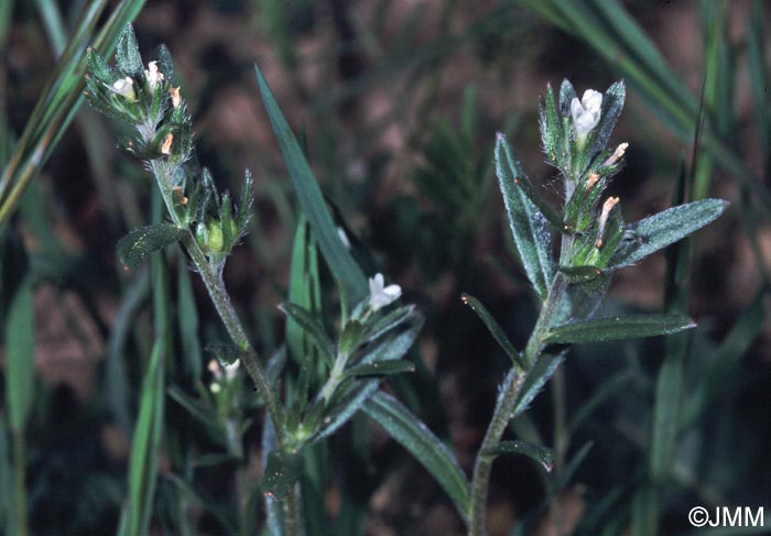 Buglossoides arvensis = Lithospermum arvense