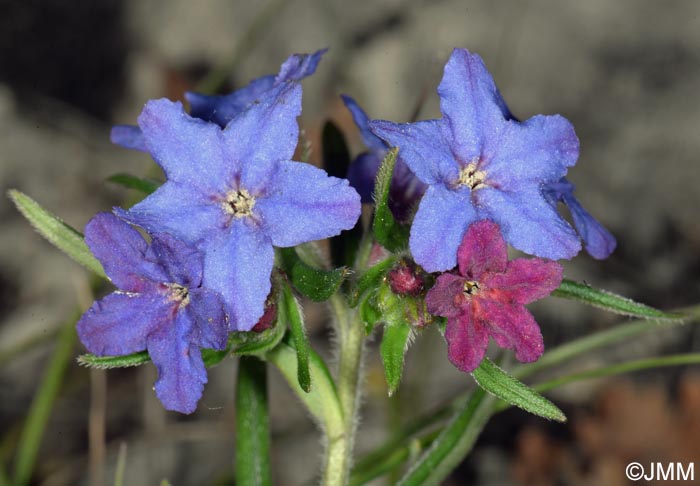 Buglossoides purpurocaerulea = Lithospermum purpurocaeruleum