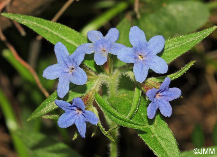 Buglossoides purpurocaerulea = Lithospermum purpurocaeruleum