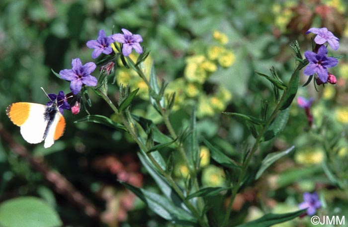 Buglossoides purpurocaerulea = Lithospermum purpurocaeruleum