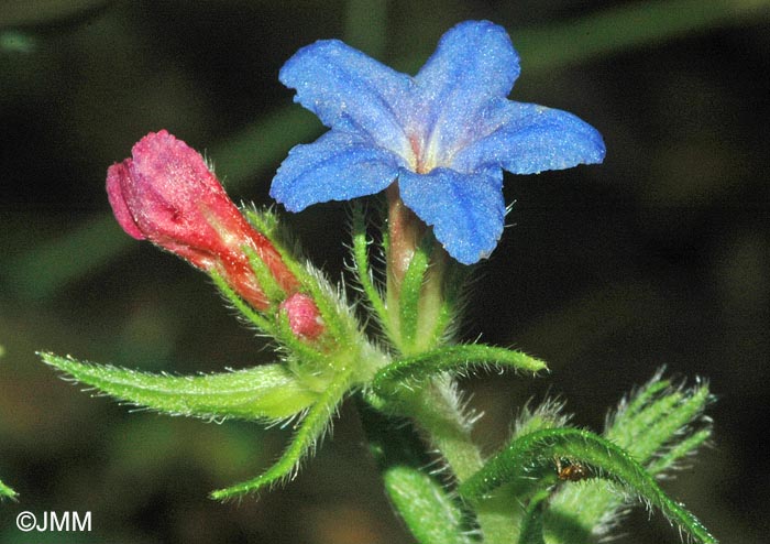 Buglossoides purpurocaerulea = Lithospermum purpurocaeruleum