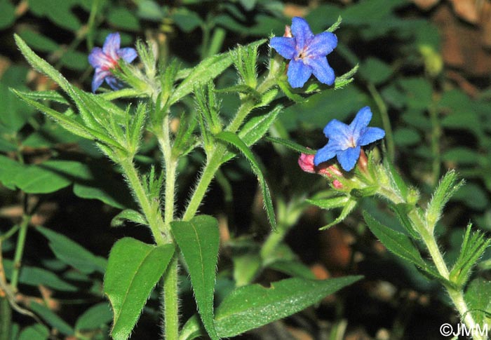 Buglossoides purpurocaerulea = Lithospermum purpurocaeruleum