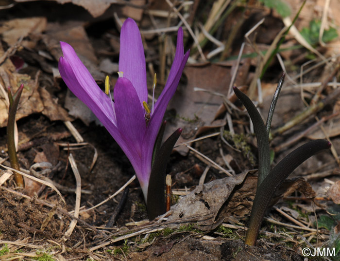 Colchicum bulbocodium = Bulbocodium vernum