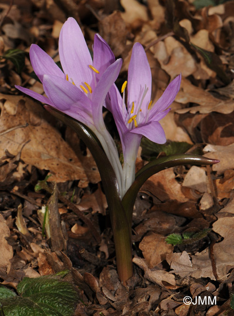 Colchicum bulbocodium = Bulbocodium vernum