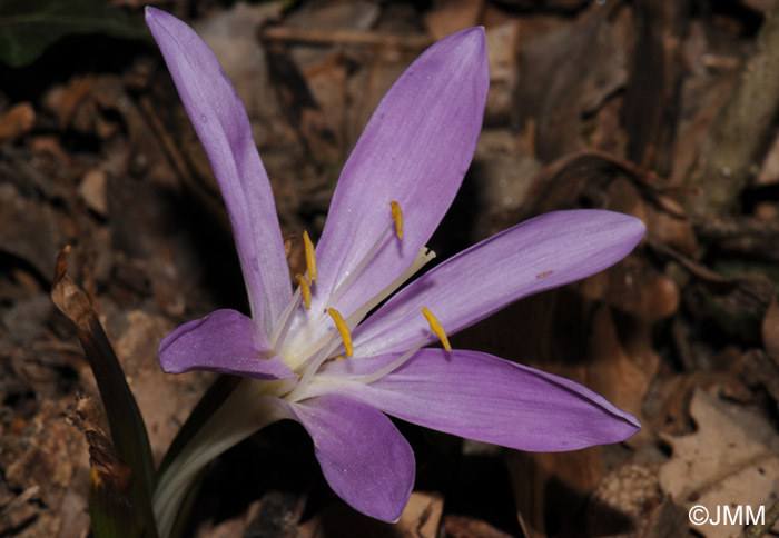 Colchicum bulbocodium = Bulbocodium vernum