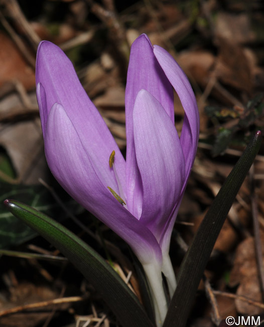 Colchicum bulbocodium = Bulbocodium vernum