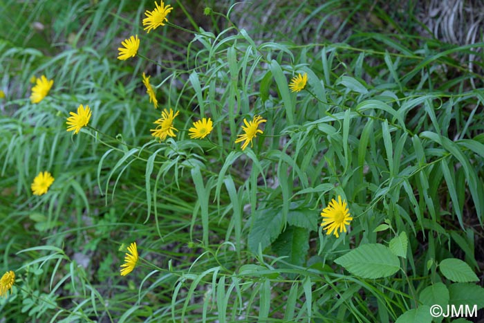 Buphthalmum salicifolium subsp. flexile