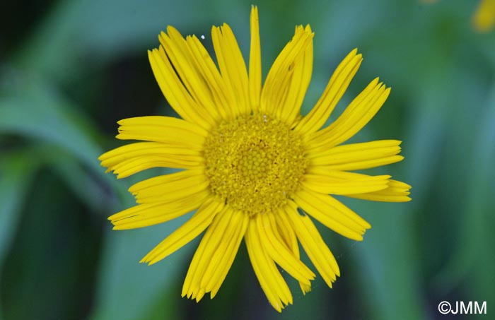 Buphthalmum salicifolium subsp. flexile