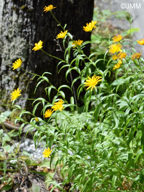 Buphthalmum salicifolium subsp. flexile