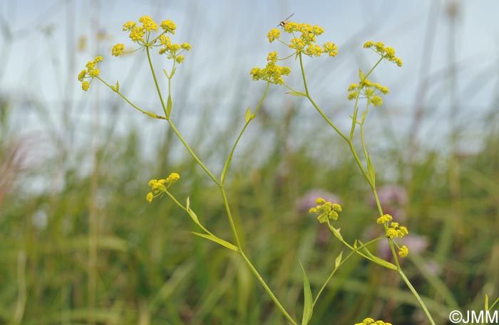 Bupleurum falcatum