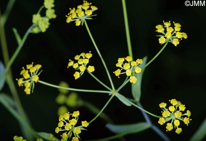 Bupleurum falcatum