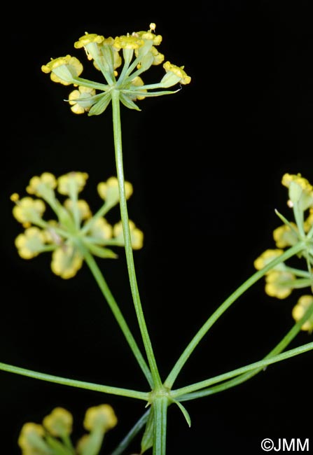 Bupleurum falcatum