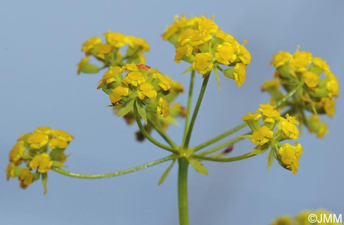 Bupleurum falcatum