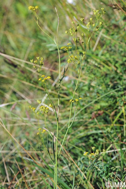 Bupleurum falcatum