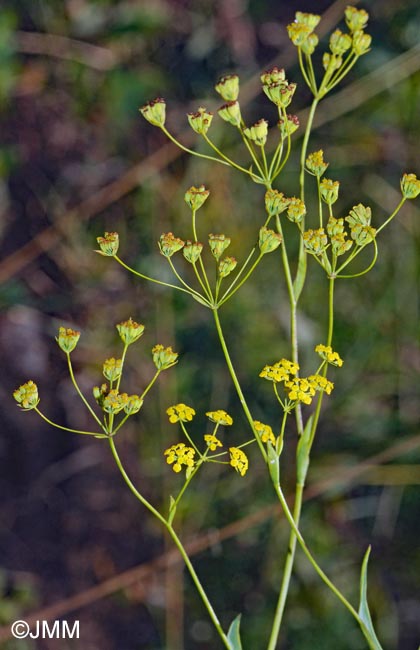 Bupleurum falcatum